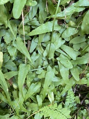 Asplenium rhizophyllum