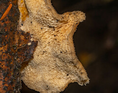 Polyporus