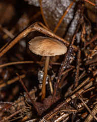 Mycetinis scorodonius