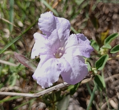 Ruellia humilis