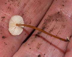 Mycetinis scorodonius