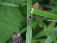 Linycus exhortator thoracicus