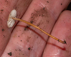 Mycetinis scorodonius