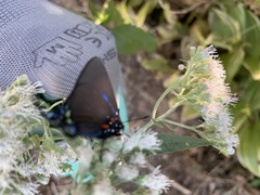 Atlides halesus