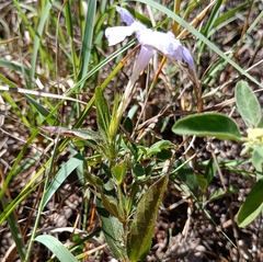 Ruellia humilis