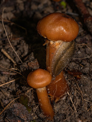 Cortinarius distans