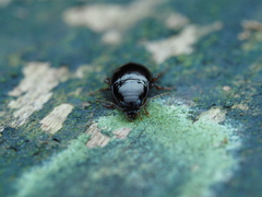 Amarotypus edwardsii