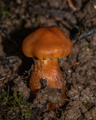 Cortinarius distans