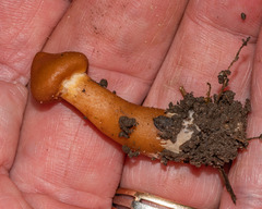 Cortinarius distans