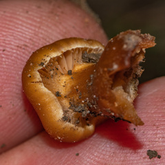 Cortinarius distans
