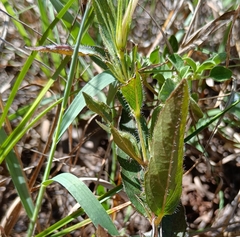 Ruellia humilis