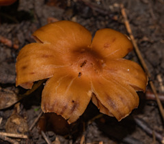 Cortinarius distans