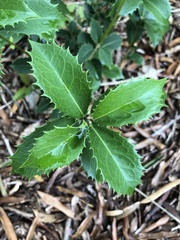 Osmanthus