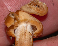 Cortinarius distans