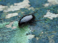 Amarotypus edwardsii