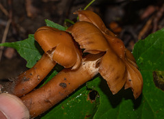 Cortinarius distans