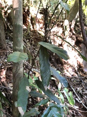 Carronia multisepalea