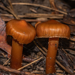 Cortinarius distans