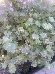 Acer circinatum