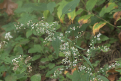 Symphyotrichum lateriflorum