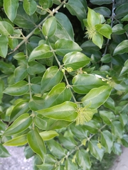 Jasminum multiflorum