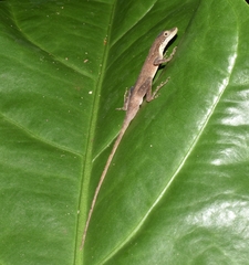Anolis rodriguezii