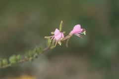 Oenothera gaura