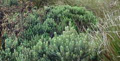 Baccharis uncinella