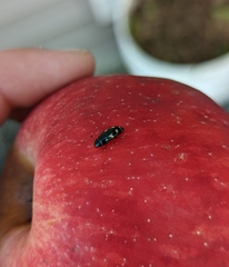 Glischrochilus quadrisignatus