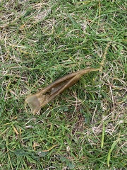 Scyliorhinus canicula