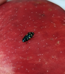 Glischrochilus quadrisignatus