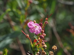 Kalmia microphylla