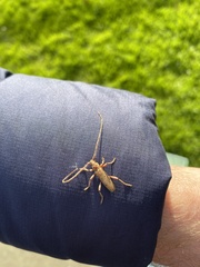 Eburida quadriguttata