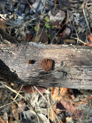 Stemonitis