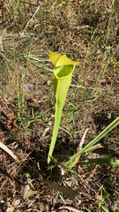 Sarracenia alata