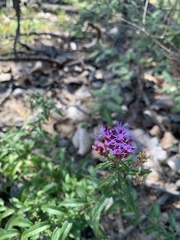 Chromolaena pulchella