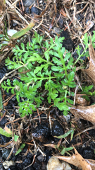 Lepidium didymum