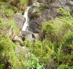 Chusquea microphylla