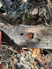 Stemonitis