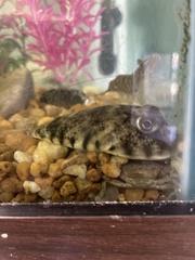 Sphoeroides maculatus