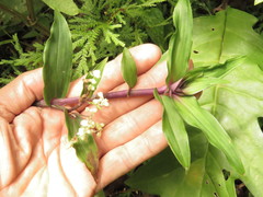 Tripogandra serrulata