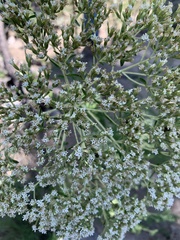 Stevia serrata