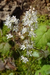 Tiarella