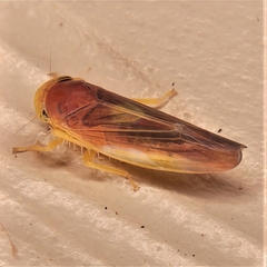 Colladonus setaceus