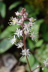 Tiarella