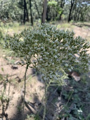 Stevia serrata