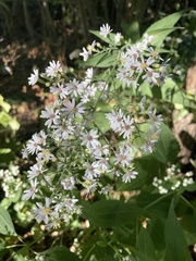 Symphyotrichum cordifolium