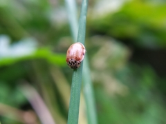 Harmonia quadripunctata
