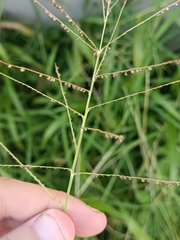 Paspalum paniculatum