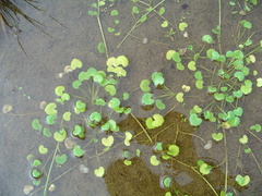 Hydrocotyle itatiaiensis